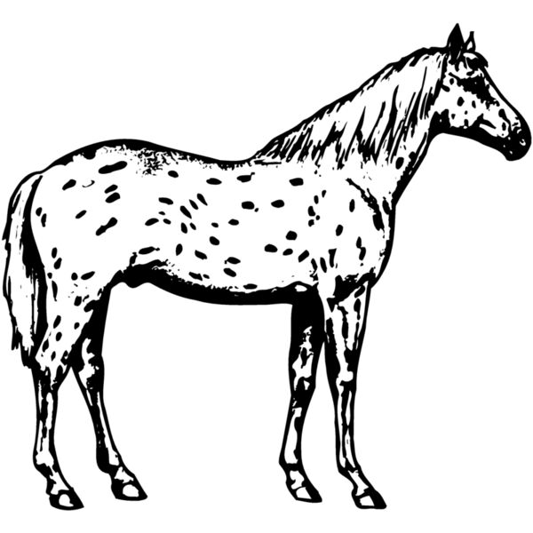 HORSE015 Thumbnail